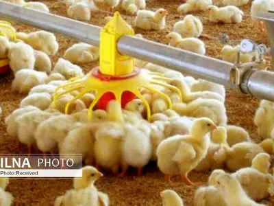 ساخت جایگزین طبیعی آنتی‌بیوتیک برای مرغداری‌ها