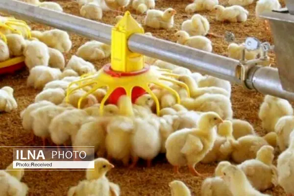 جوجه‌ریزی در مرغداری‌های قزوین ۳۵ درصد افزایش یافت