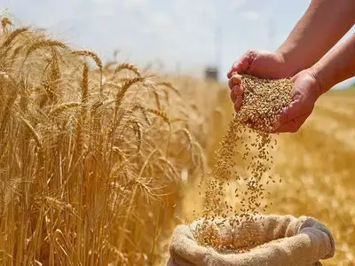مطالبات گندم کاران گلستانی هنوز پرداخت نشده است/کشاورزان برای کشت پاییزه با مشکلات جدی مواجه هستند
