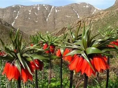 دشت لاله‌های واژگون الیگودرز ثبت ملی شد