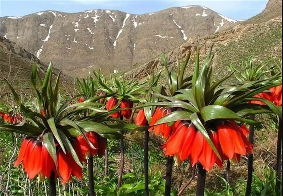 لاله واژگون در منطقه بنواستکی کوهرنگ قُرق می‌شود