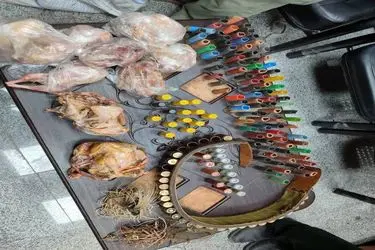 شکارچیان غیرمجاز در شیراز دستگیر شدند