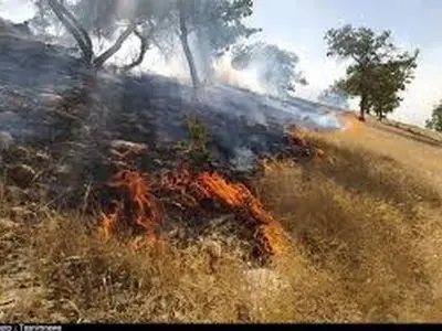 پایش مستمر بیش از ۱۲۰۰ واحد صنعتی و خدماتی/ کاهش ۵۰ درصدی آتش‌سوزی در مناطق حفاظت‌ شده همدان