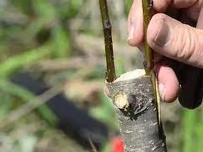 سرشاخه‌کاری ۱۰۱ هزار پیوندک درختان گردو در استان همدان طی امسال