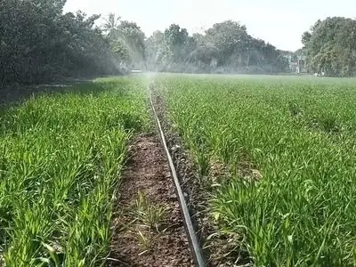 یارانه ۸۵ درصدی دولت به کشاورزان برای استفاده بهینه آب 