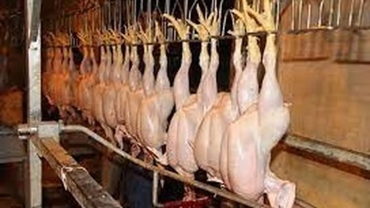جریمه ۷ میلیاردی یک کشتارگاه مرغ در کرمانشاه