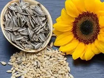 ویدئویی از نحوه آماده کردن تخمه آفتاب گردان از مزرعه تا بازار + فیلم