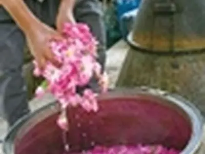 یازدهمین جشنواره گل و گلاب قمصر یکم و دوم خرداد برگزار می‌شود