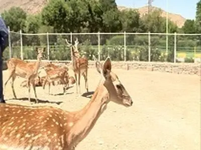 تولد گونه نادر گوزن زرد ایرانی در پارک وحش اراک