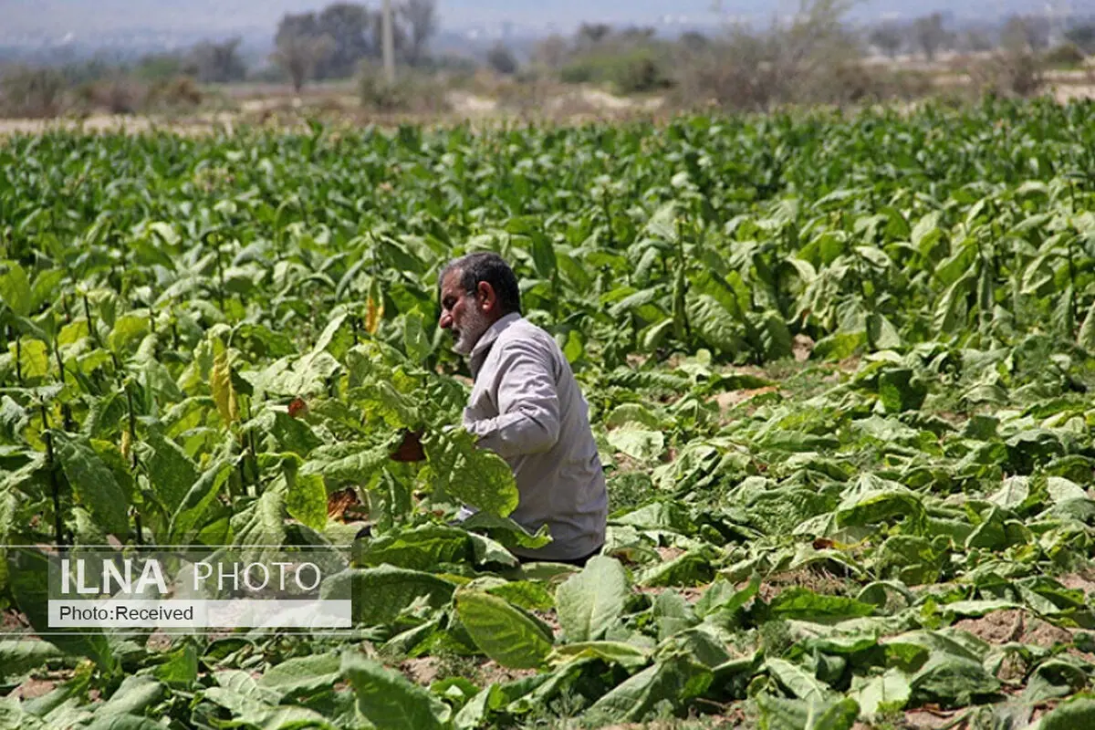 بخش عمده‌ای از مطالبات توتون کاران استان پرداخت شد