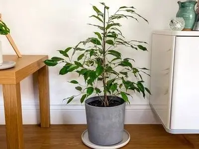 تصفیه هوای خانه با گیاهان خانگی