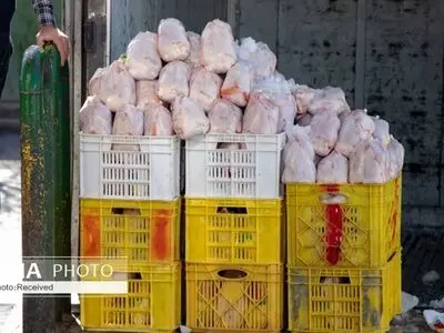 About 1,100 tons of chicken were exported from Iran to Iraq last year: official 