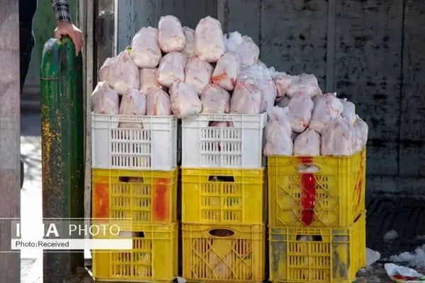 About 1,100 tons of chicken were exported from Iran to Iraq last year: official 