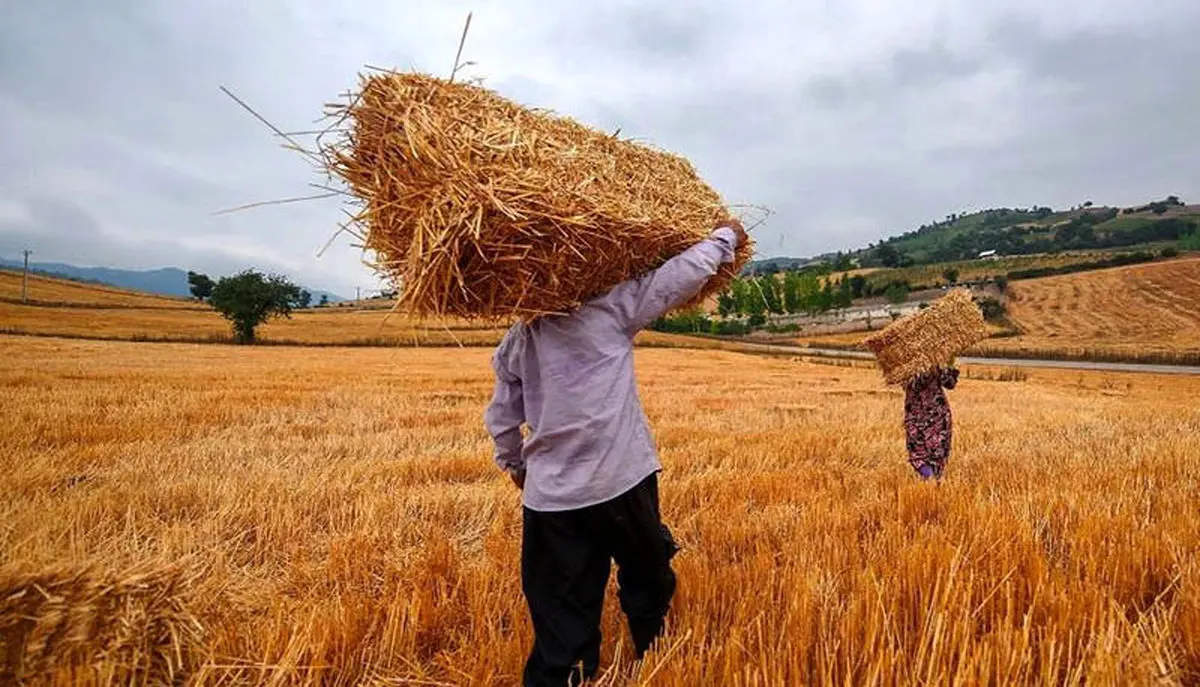 ۴۰ هزار تن گندم مازاد کشاورزان خراسان رضوی خریداری شد