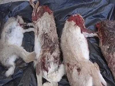کشف و ضبط لاشه 4 سر خرگوش از شکارچیان در شهرستان سنقر وکلیایی