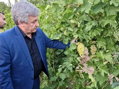 توسعه روش‌های نوین کشاورزی از اولویت‌های تاکستان است