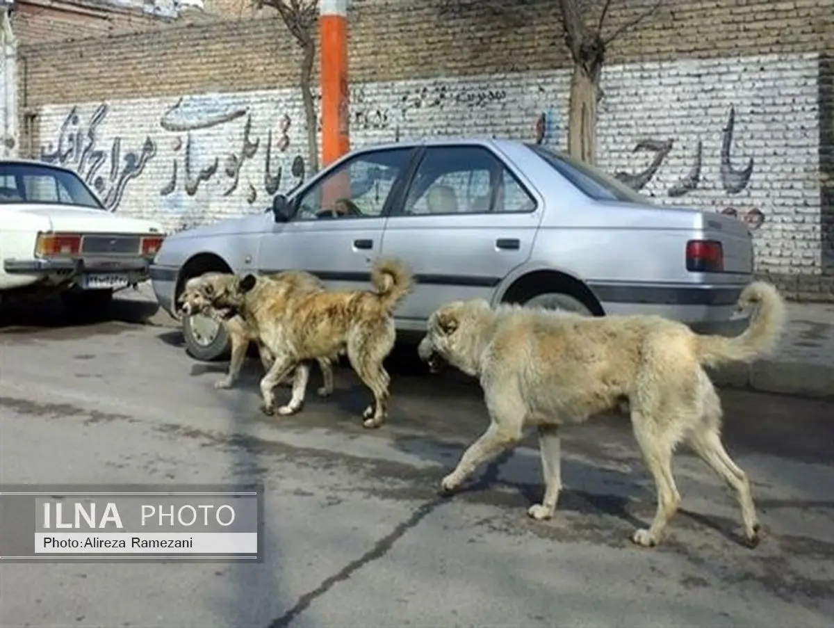 سریال تکراری جولان سگ‌های ولگرد در خیابان‌های بوکان