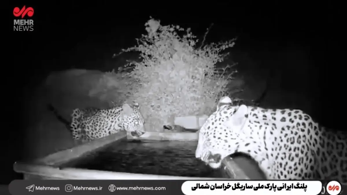 پلنگ ایرانی بار دیگر در ساریگل خودنمایی کرد + فیلم