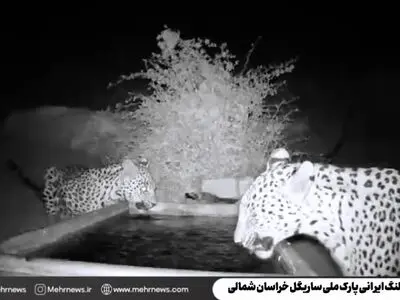 پلنگ ایرانی بار دیگر در ساریگل خودنمایی کرد + فیلم