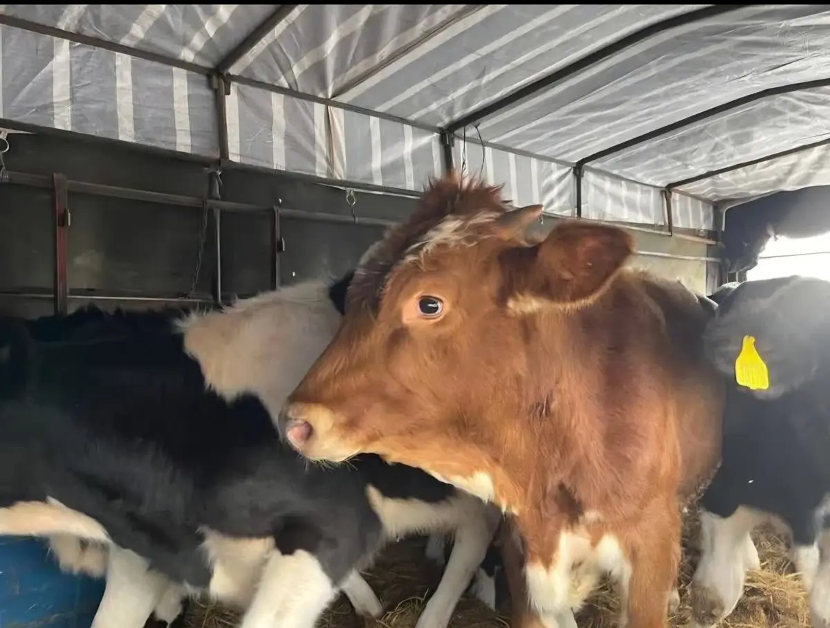 کشف ۳۷ میلیاردی احشام قاچاق در مازندران