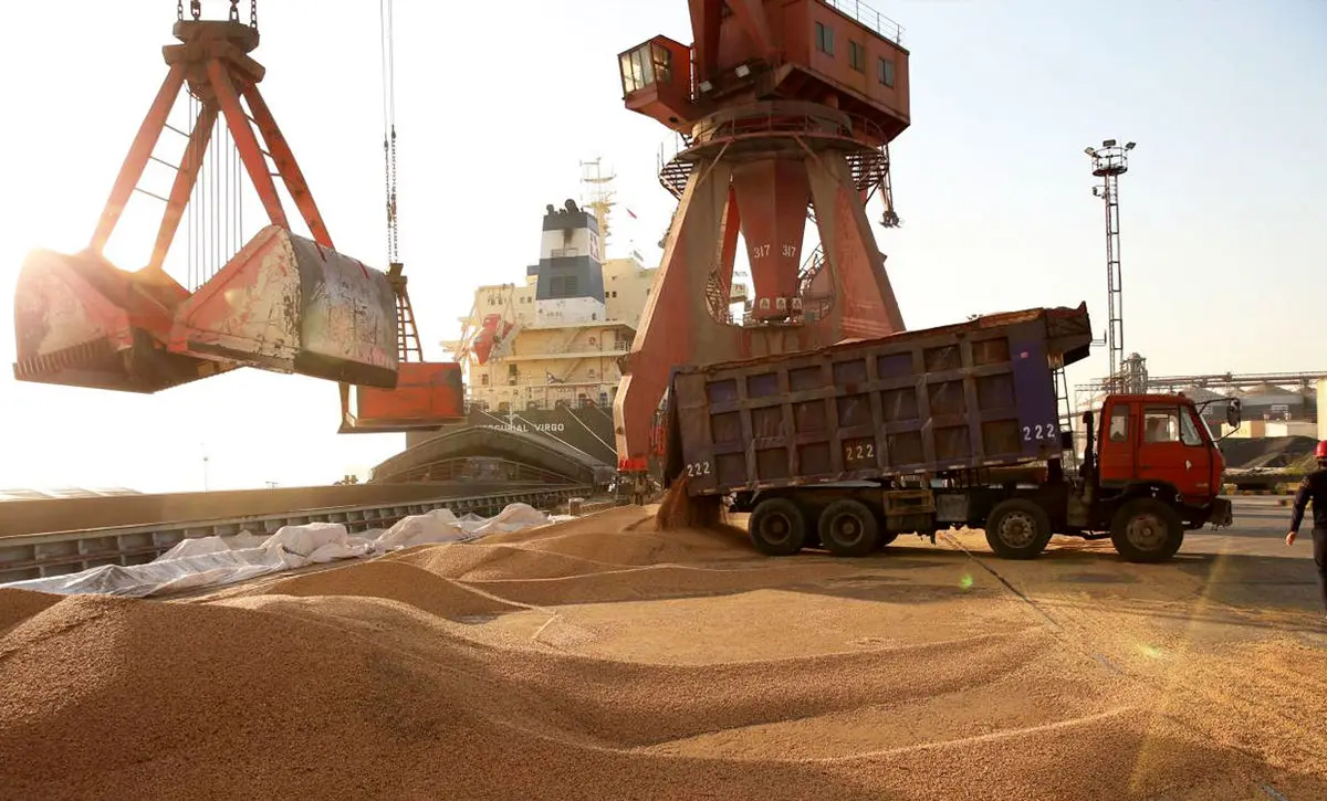 خرید نهاده‌های دامی از واردکنندگان آغاز شد/ هر فردی تحویل ندهد، متخلف است 