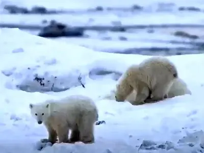 لحظه نادر؛ خرس قطبی یک توله را به فرزندی پذیرفت + فیلم