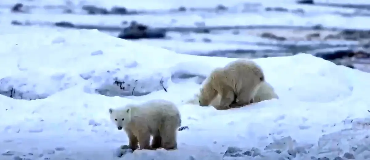 لحظه نادر؛ خرس قطبی یک توله را به فرزندی پذیرفت + فیلم