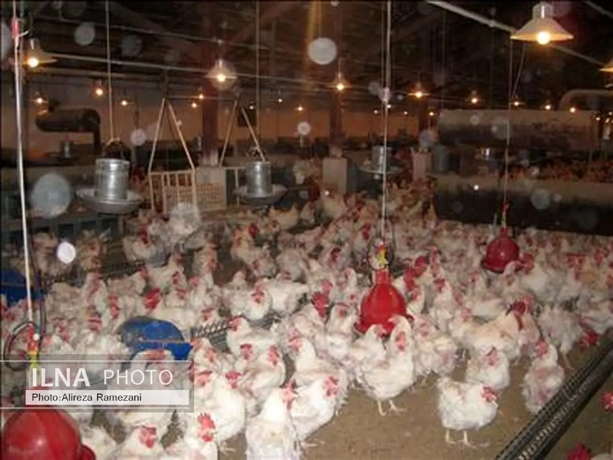 کاهش بروز بیماریها در مزارع مرغ گوشتی گیلان