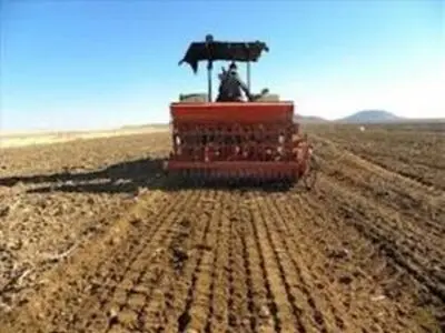 آغاز کشت گندم در شهرستان بوشهر