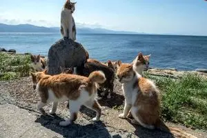 اینجا جزیرۀ «گربه‌های پیر» است!