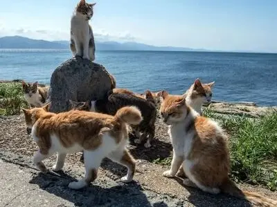 اینجا جزیرۀ «گربه‌های پیر» است!