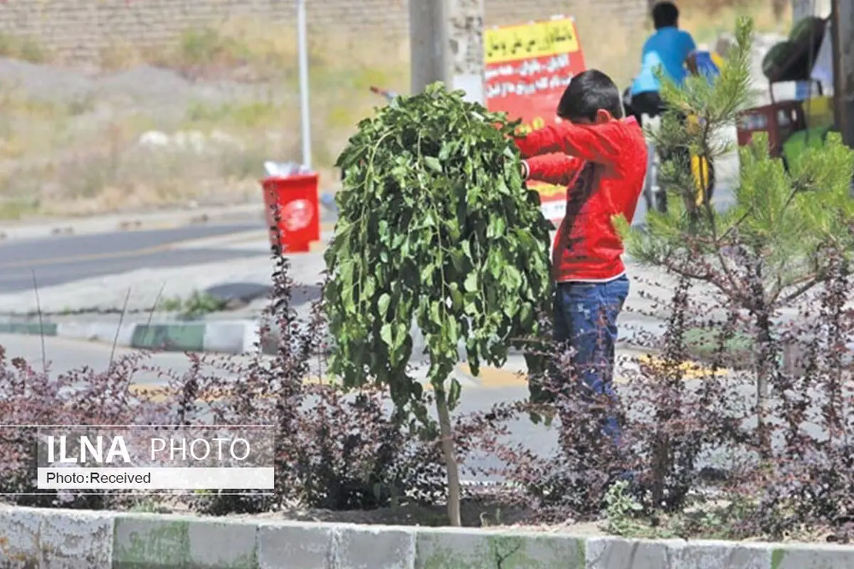  مصرف میوه درختان توت قزوین ممنوع شد