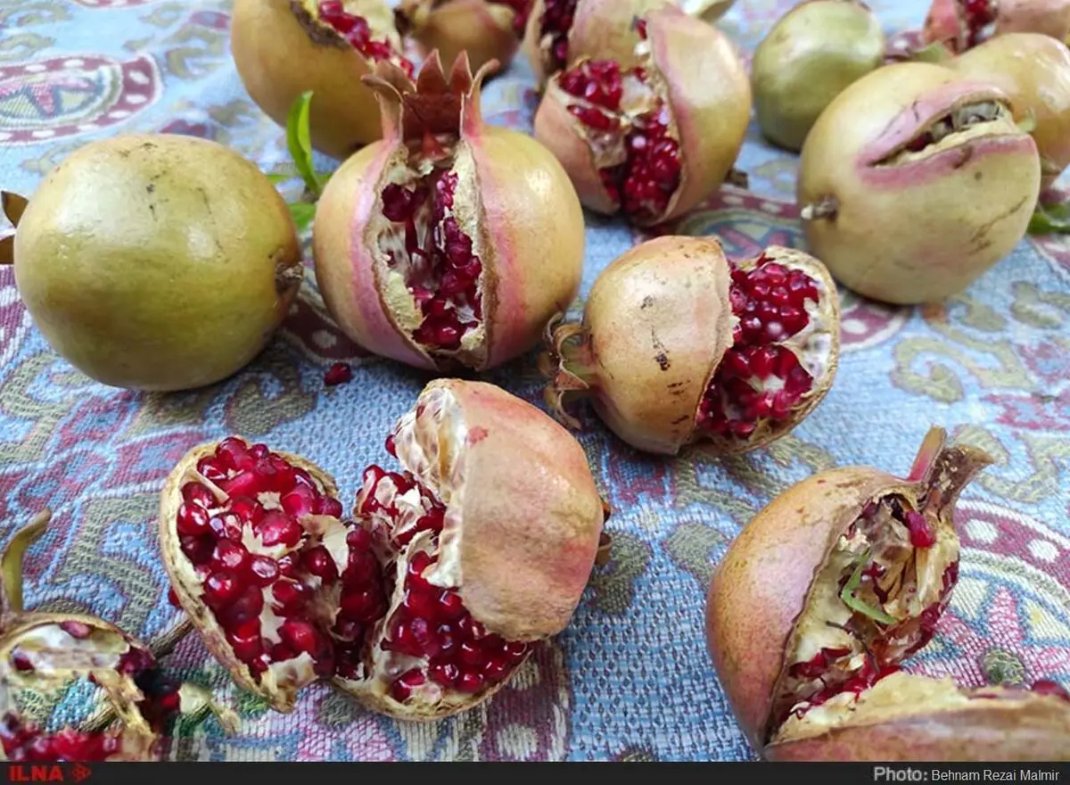 گزارش تصویری از آغاز برداشت های انار از باغات قلعه تل خوزستان