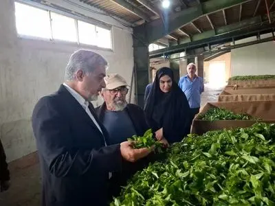 خرید ۶۵ تن برگ سبز چای در شهرستان رشت / ۶ کارخانه چای‌سازی در منطقه فعال هستند