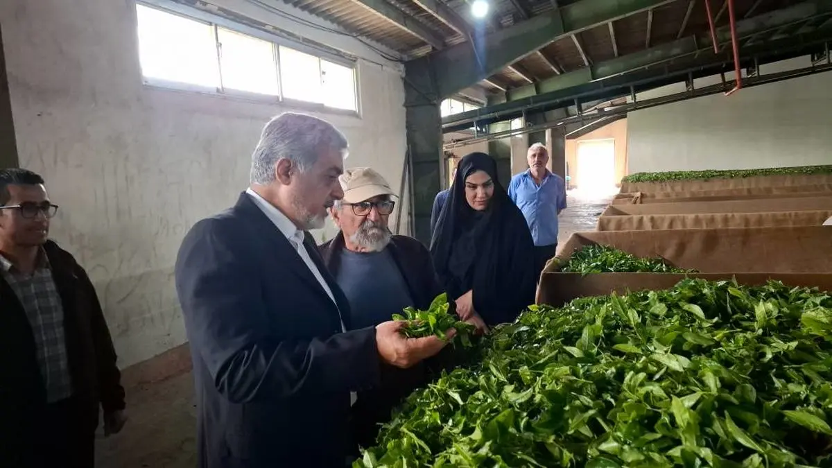 خرید ۶۵ تن برگ سبز چای در شهرستان رشت / ۶ کارخانه چای‌سازی در منطقه فعال هستند