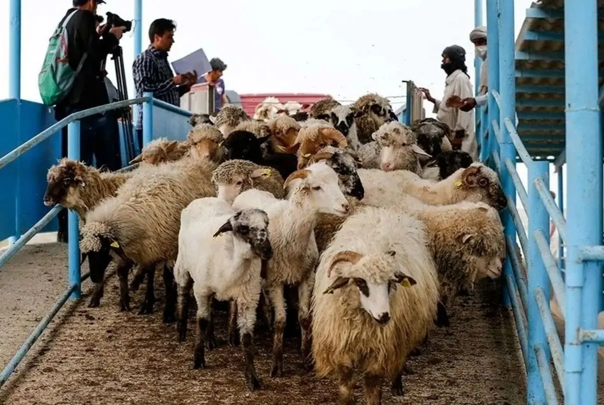 قیمت دام زنده ۵ دی ۱۴۰۳ + جدول 