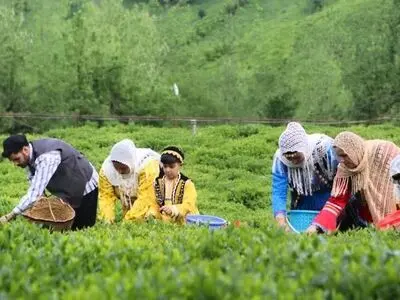 تمدید مهلت بیمه دو محصول کشاورزی گیلان