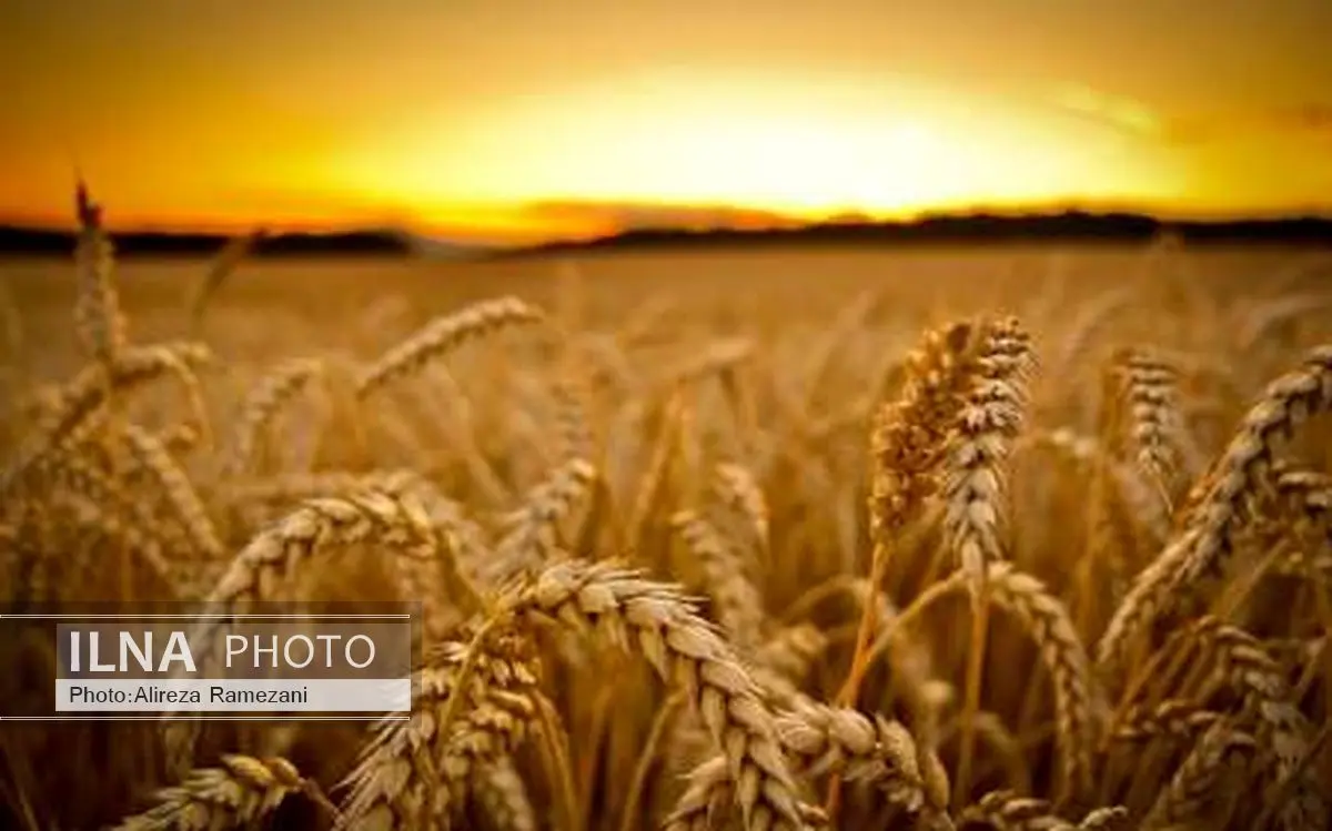 وزارت جهادکشاورزی به دنبال اجرای پروژه های کشت فراسرزمینی است