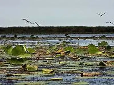 بارش‌های گیلان به دادِ تالاب انزلی رسید