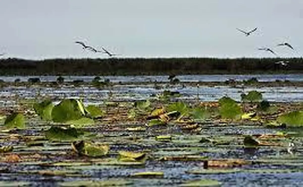 بارش‌های گیلان به دادِ تالاب انزلی رسید