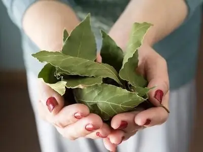 فواید برگ بو برای زیبایی پوست و مو