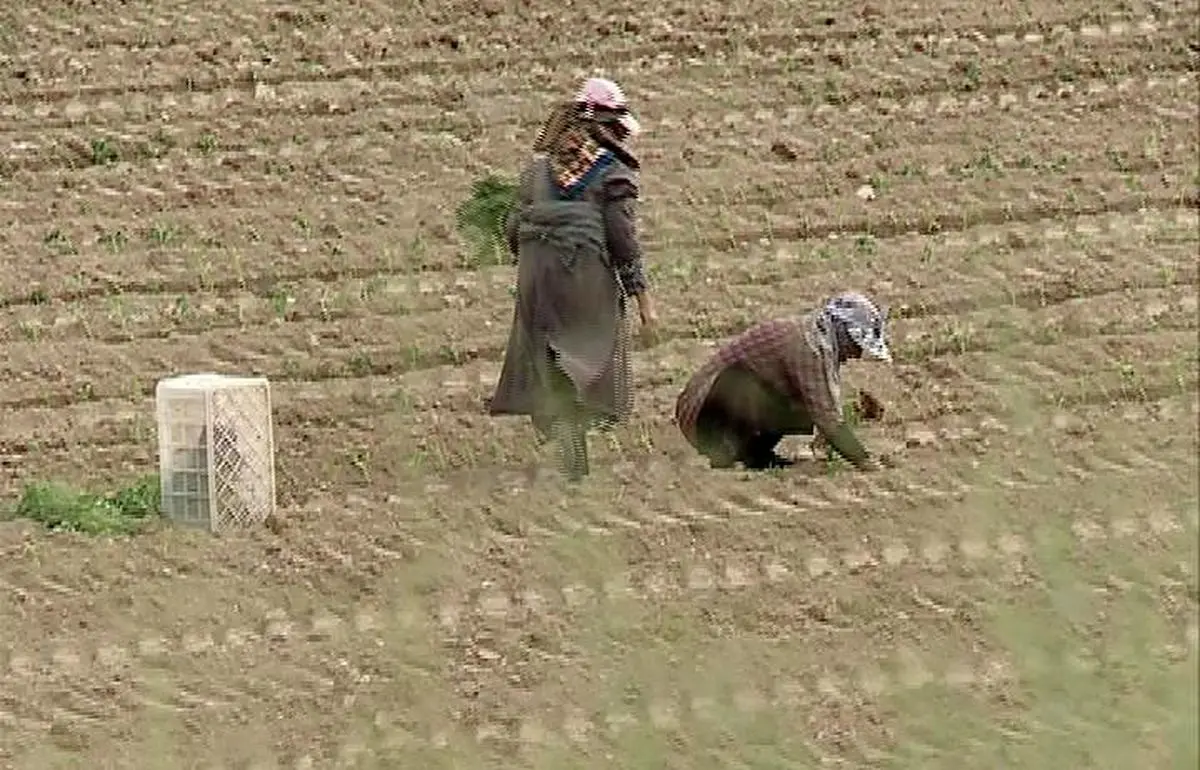 زنان خراسان شمالی؛ در صدر مشارکت اقتصادی زنان کشور