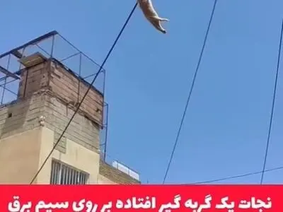 نجات گربه در سقز + فیلم