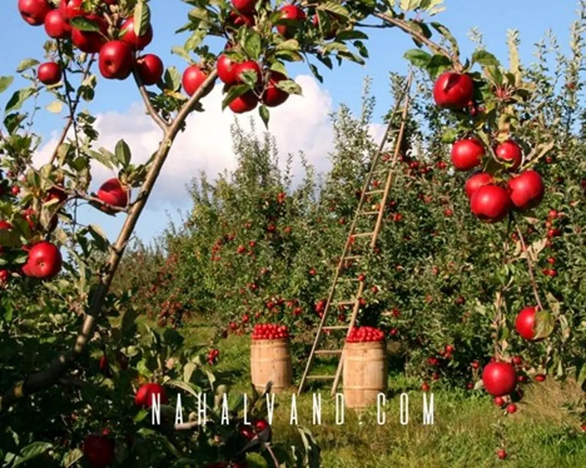 با سرمایه گذاری روی بهترین نهال پیوندی ثروتمند شوید، کلید گنجینه شما نزد ماست!