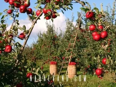 با سرمایه گذاری روی بهترین نهال پیوندی ثروتمند شوید، کلید گنجینه شما نزد ماست!