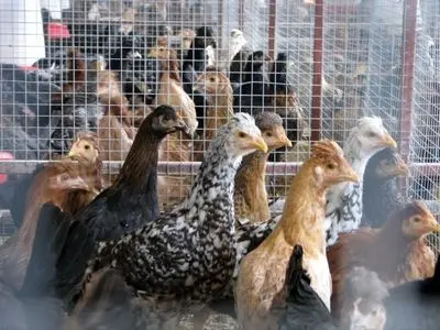 تداوم اصلاح نژاد مرغ بومی در فارس