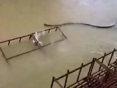 در اوج سیل هات‌یای تایلند، مار عظیمی میان آب‌های خروشان ظاهر شد + فیلم