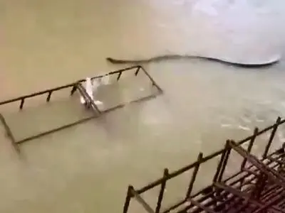 در اوج سیل هات‌یای تایلند، مار عظیمی میان آب‌های خروشان ظاهر شد + فیلم