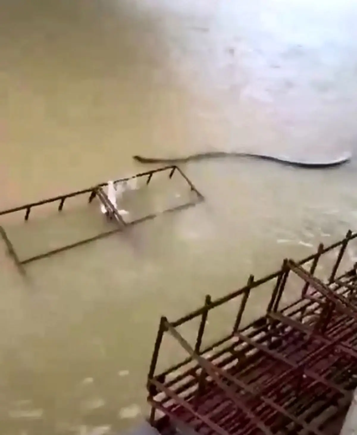 در اوج سیل هات‌یای تایلند، مار عظیمی میان آب‌های خروشان ظاهر شد + فیلم