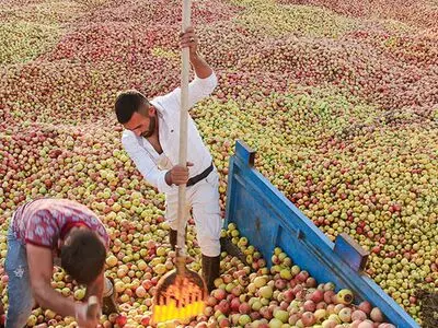 آغاز خرید توافقی سیب درجه ۳ (صنعتی) از باغداران آذربایجان غربی